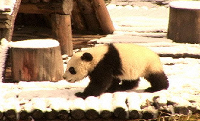 Panda Breeding Diary - Filmfotos