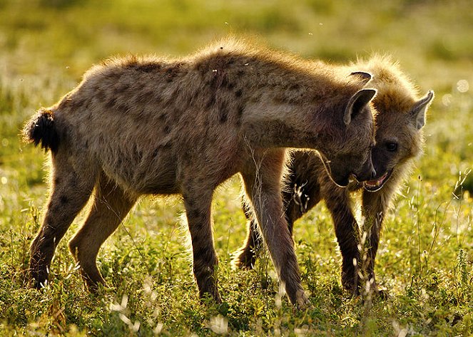 A természeti világ - Naabi: A Hyena Princess - Filmfotók