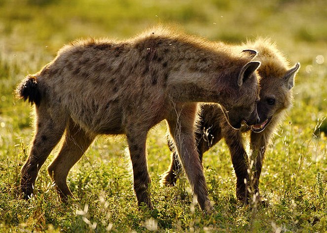 Natural World - Season 26 - Naabi - Die Hyänen-Prinzessin - Filmfotos