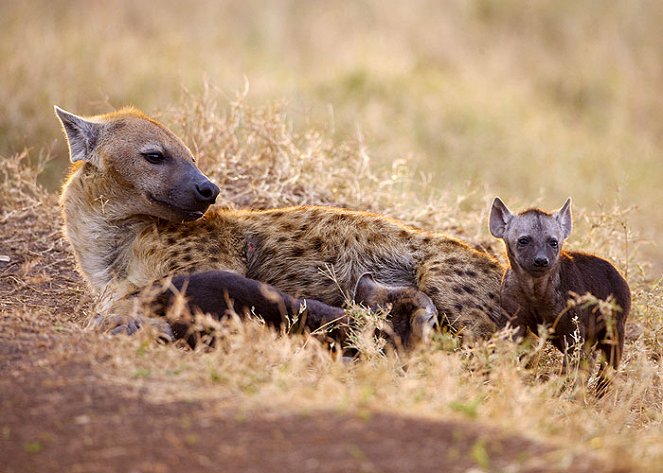 The Natural World - Naabi: A Hyena Princess - Kuvat elokuvasta