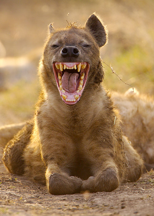 The Natural World - Naabi: A Hyena Princess - De la película