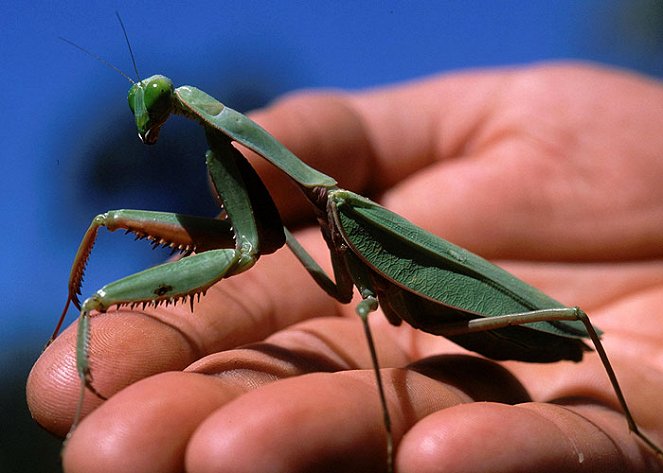 Největší a nejošklivější hmyz - Z filmu