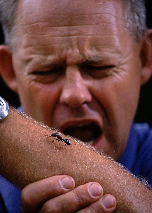 Biggest Baddest Bugs - De la película