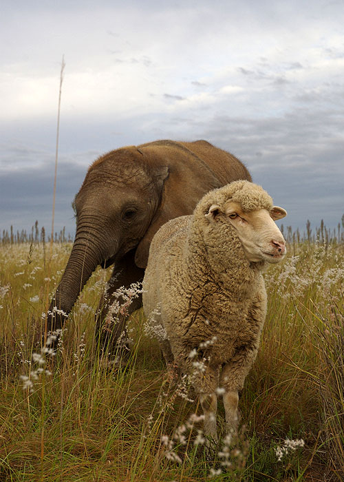 Wild and Woolly - An Elephant and his Sheep - Film