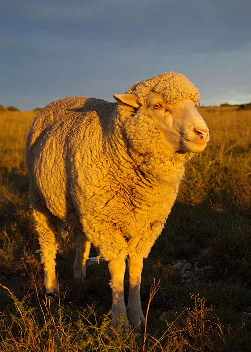 Wild and Woolly - An Elephant and his Sheep - Photos