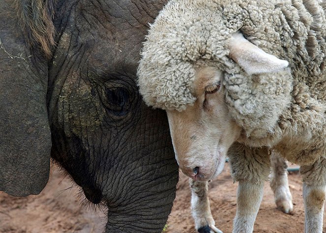 Wild and Woolly - An Elephant and his Sheep - Filmfotos