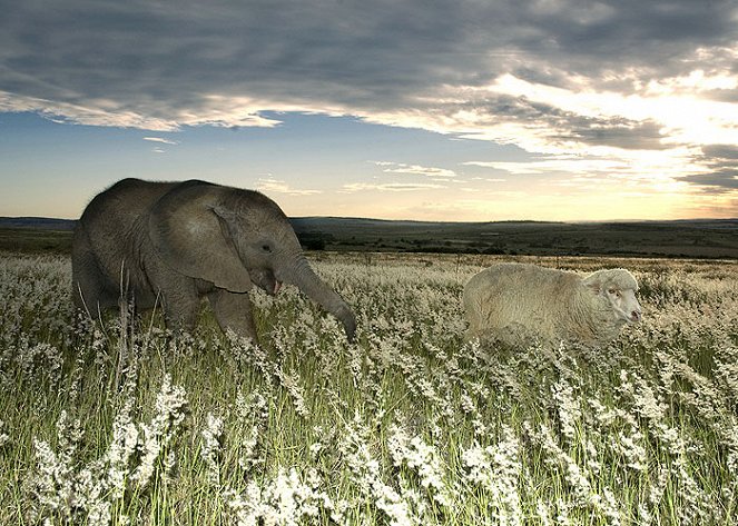Wild and Woolly - An Elephant and his Sheep - Photos