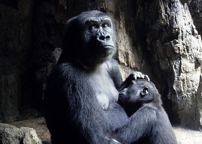 Snowflake: A Gorilla's Story - Filmfotók