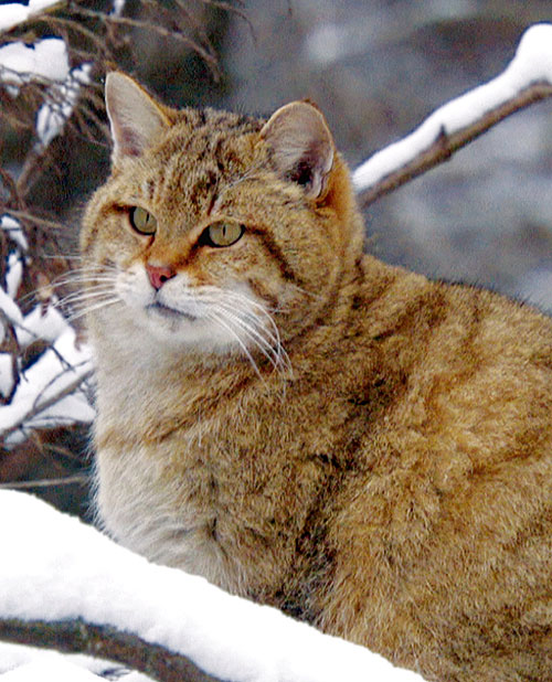 Wildcats - Hidden In Germany's Forests - Photos