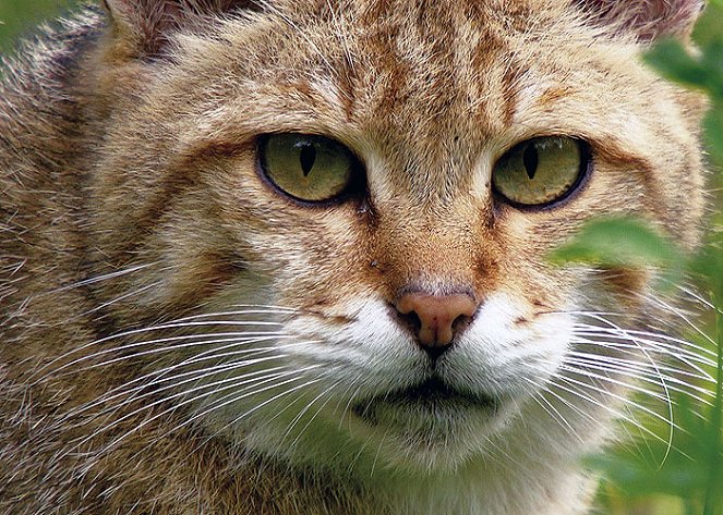 Wildcats - Hidden In Germany's Forests - Photos