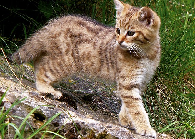 Wildcats - Hidden In Germany's Forests - Z filmu
