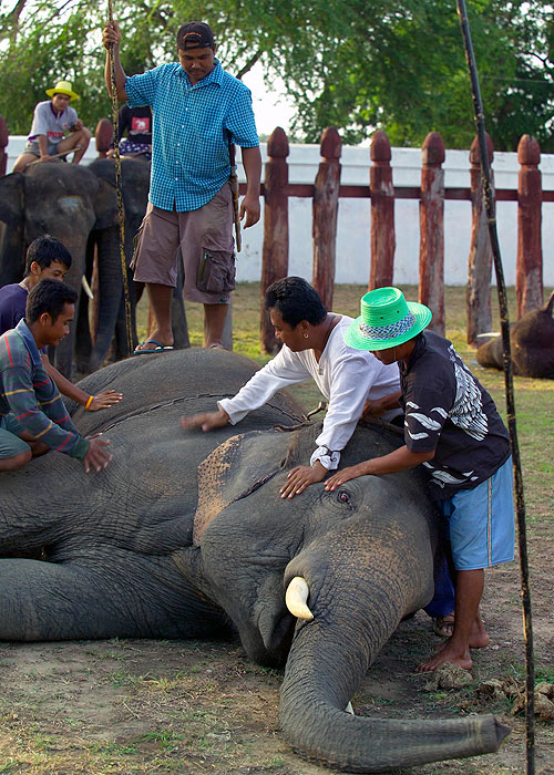 The Last Mahout - Film