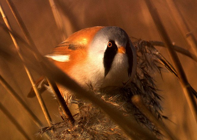 The Secret Life of Birds - Filmfotos