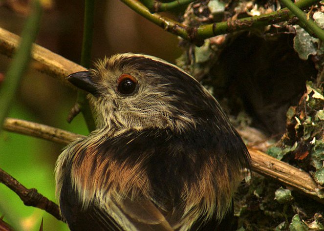 The Secret Life of Birds - Photos