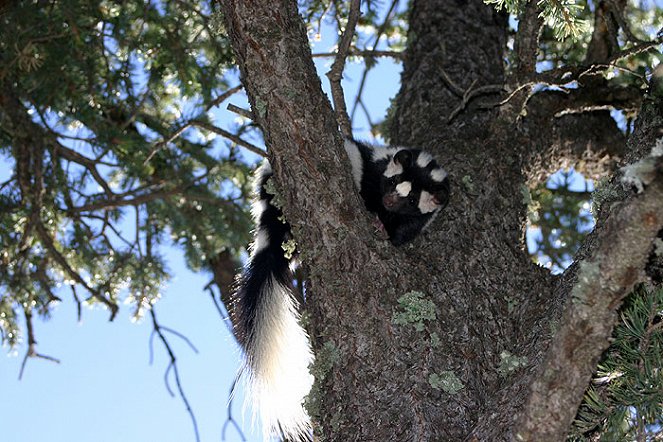 Is That Skunk? - Photos