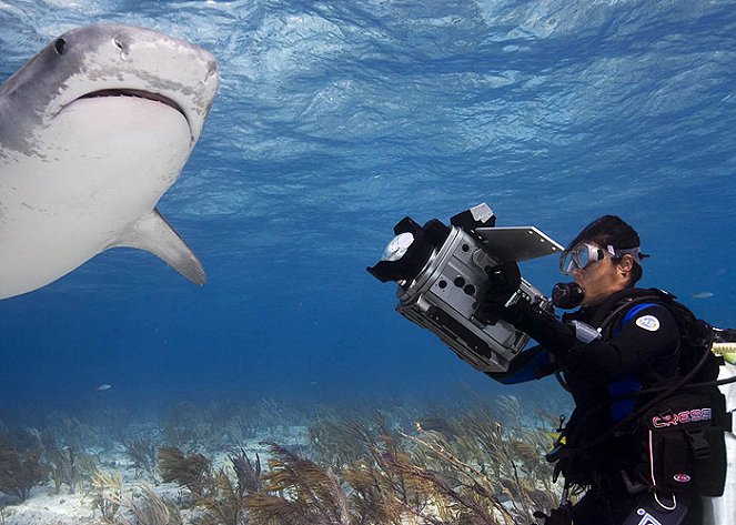 End of a Myth: Interacting With Sharks - Van film