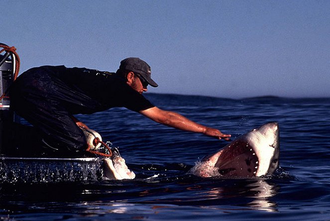 End of a Myth: Interacting With Sharks - Photos