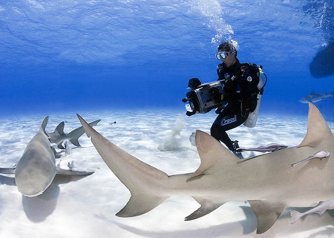 End of a Myth: Interacting With Sharks - Z filmu