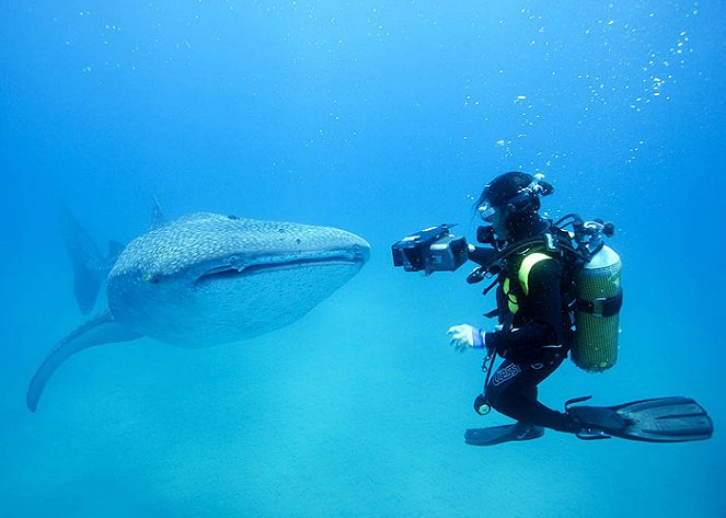 End of a Myth: Interacting With Sharks - Filmfotos