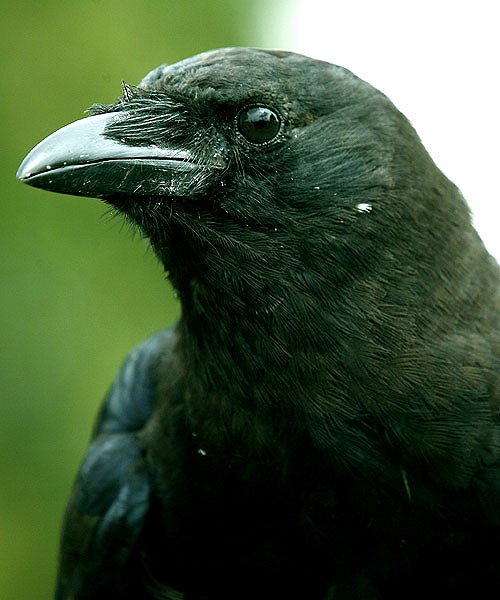A Murder of Crows - Do filme