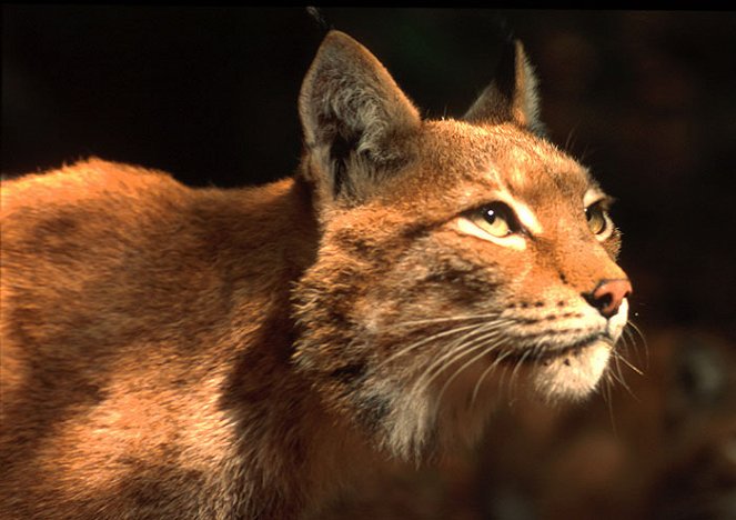 Lynx: The Elusive Hunter - Film
