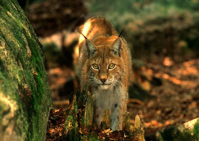 Lynx: The Elusive Hunter - Van film