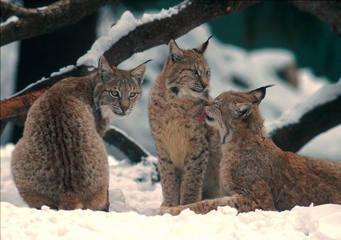 Lynx: The Elusive Hunter - Van film