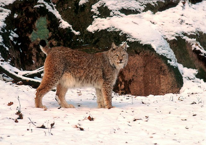 Lynx: The Elusive Hunter - Photos