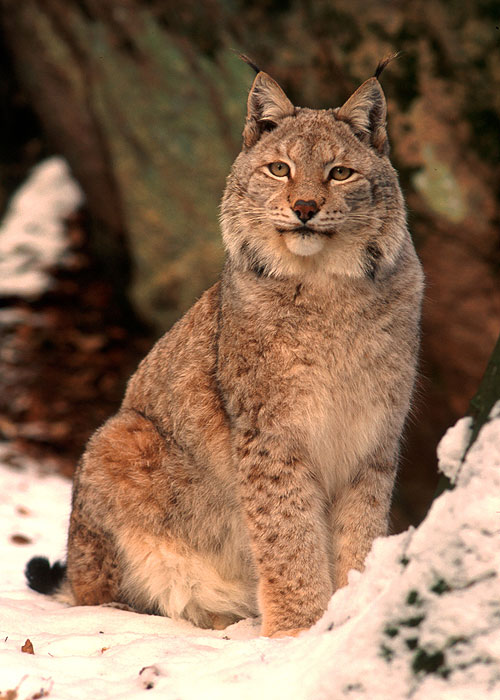 Lynx: The Elusive Hunter - Do filme