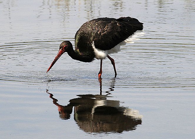 Forest Of Black Storks, The - Filmfotos