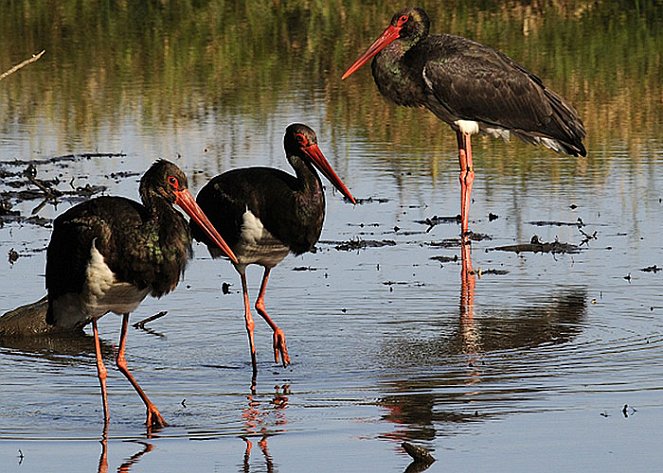 Forest Of Black Storks, The - Kuvat elokuvasta