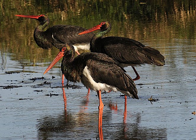 Forest Of Black Storks, The - Filmfotos