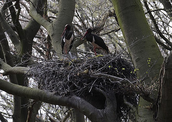 Forest Of Black Storks, The - Van film