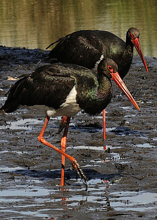 Forest Of Black Storks, The - Photos