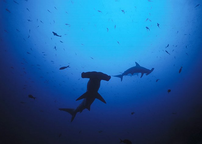 Nigel Marven's Shark Island - Filmfotos