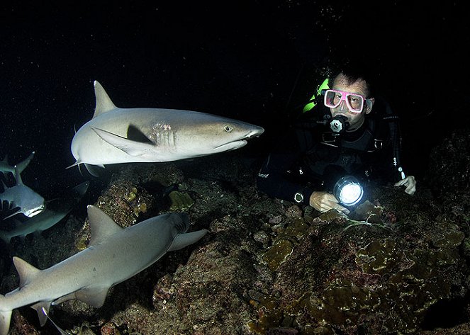 Nigel Marven's Shark Island - Filmfotos - Nigel Marven