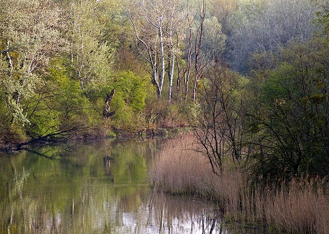 Universum: Wildnis am Strom - Nationalpark Donau-Auen - Z filmu