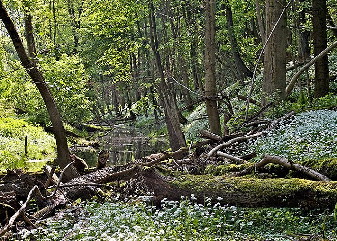 Tajemství zaplaveného lesa: Národní park Dunaj - Z filmu