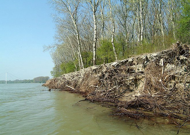 Secrets of the Flooded Forest - Danube National Park - Photos