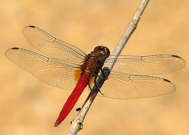 Sky Hunters - The World of the Dragonfly - Photos