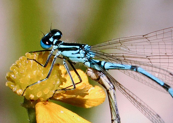 Sky Hunters - The World of the Dragonfly - Photos