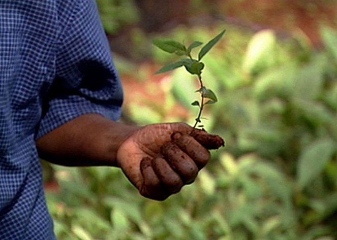 Taking Root: The Vision of Wangari Maathai - Z filmu