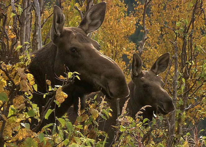 In the Land of the Moose - Film