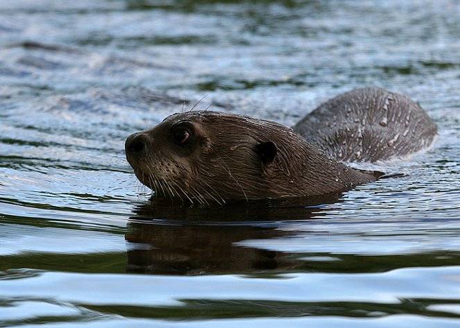 The Natural World - Season 26 - Raising Sancho - Photos