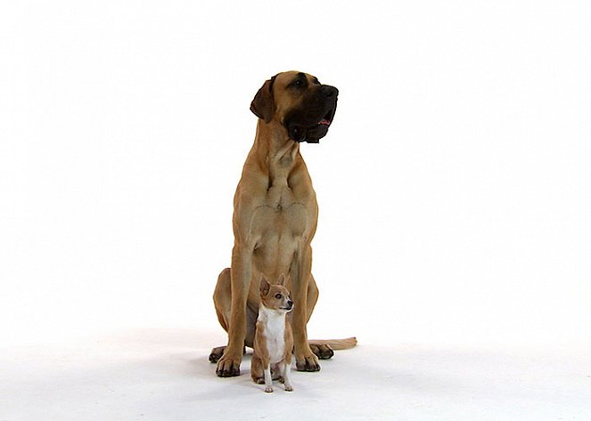 Dogs that Changed the World - Kuvat elokuvasta