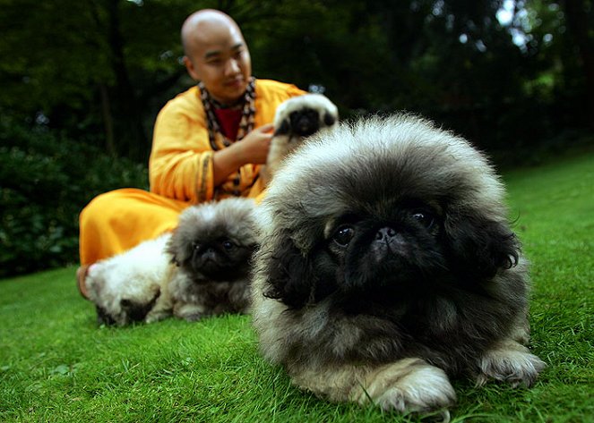Dogs that Changed the World - Photos