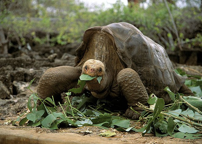 Lonesome George and the Battle for Galápagos - Z filmu
