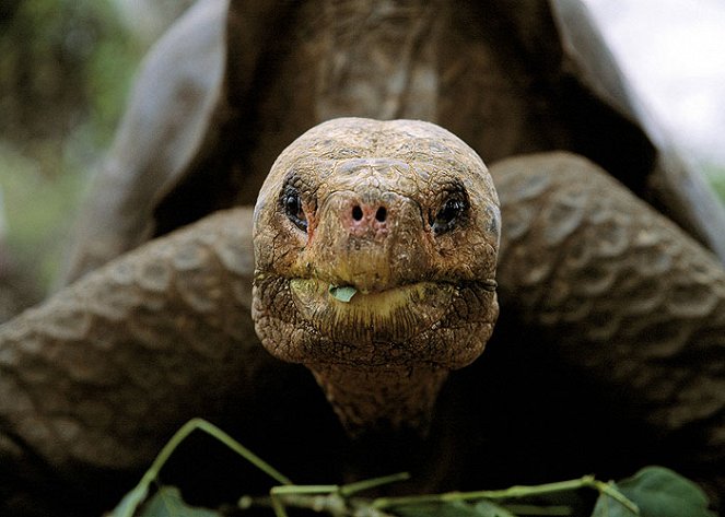 Lonesome George and the Battle for Galápagos - Photos