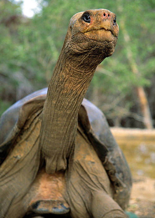 Lonesome George and the Battle for Galápagos - Filmfotos
