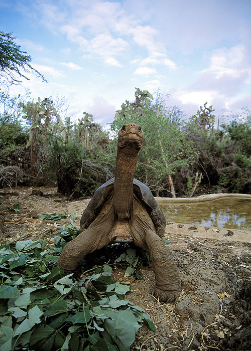 Lonesome George and the Battle for Galápagos - Z filmu